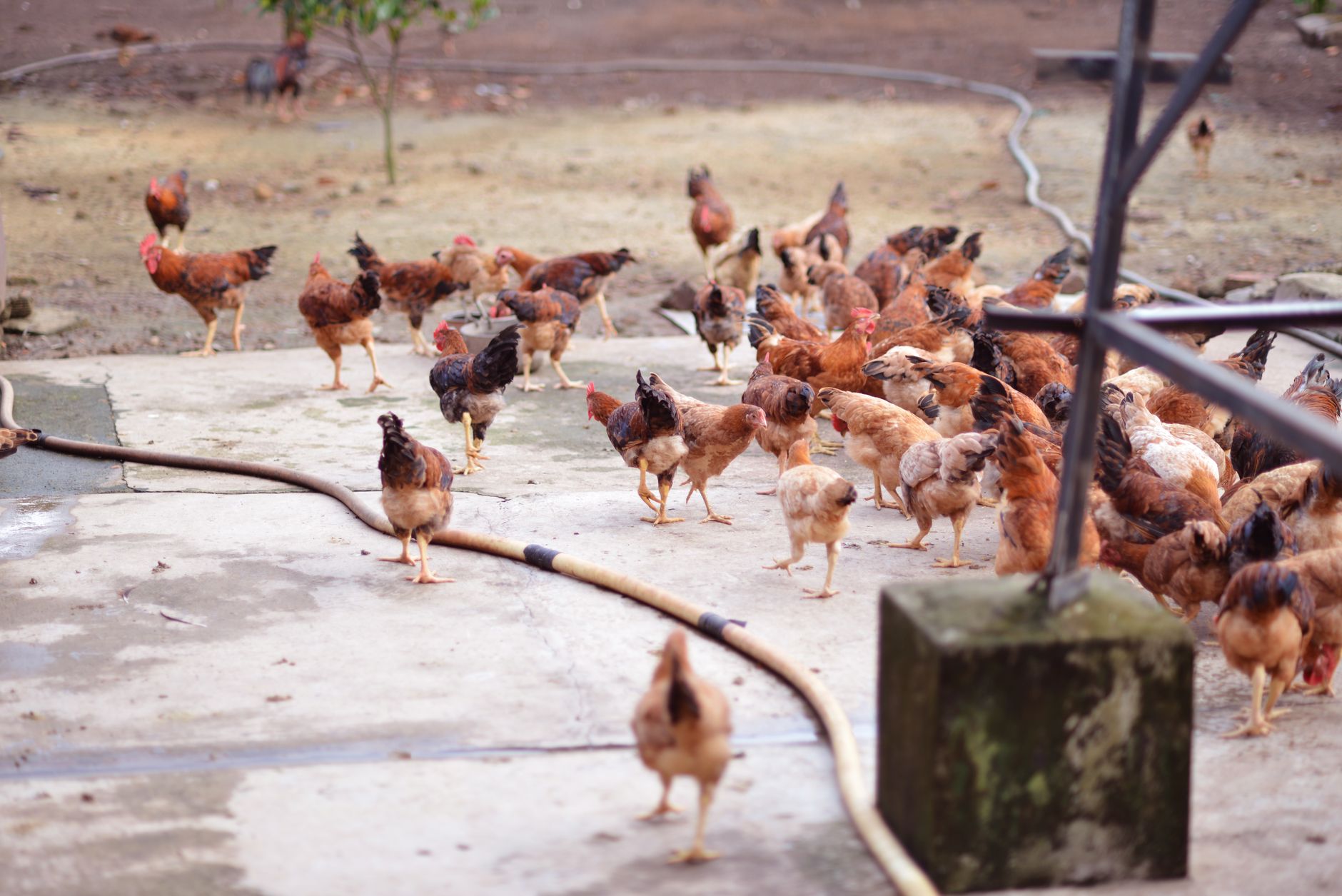 How to Integrate New Chickens Into an Existing Flock (Without the Drama)
