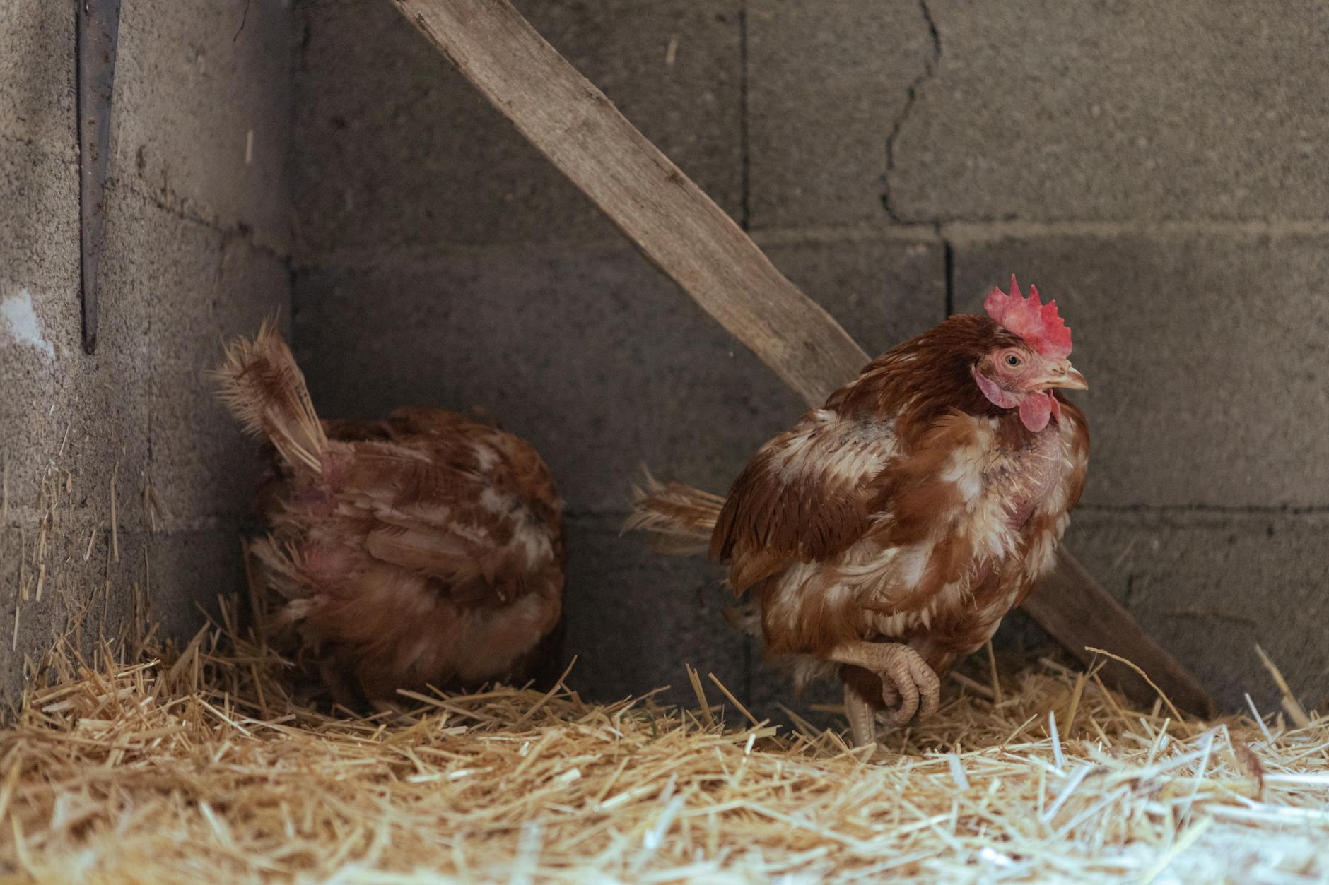 Molting Chickens: What to Expect and How to Help Them Through It