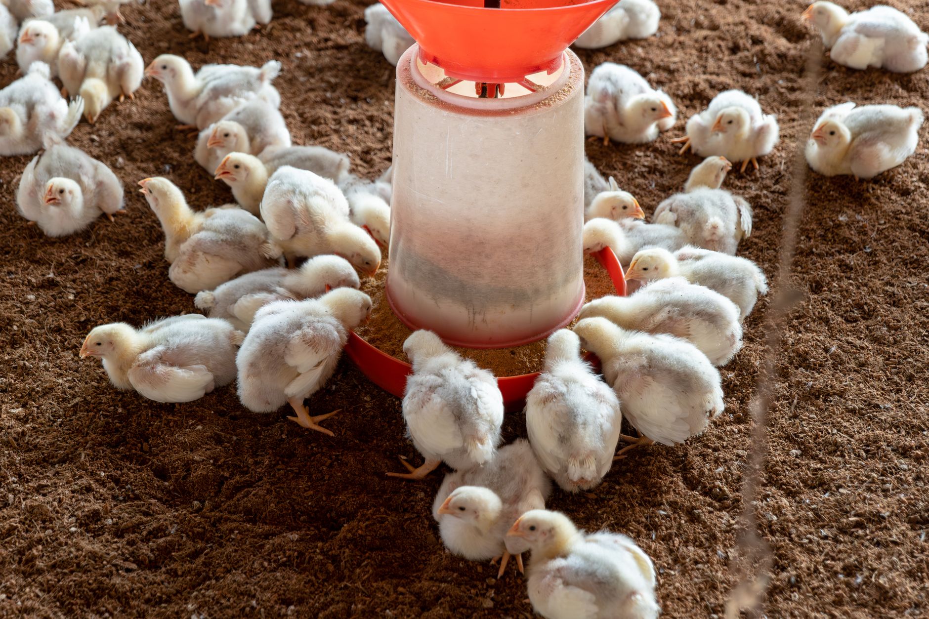 Raising Meat Chickens at Home: A Beginner’s Guide for Real Families