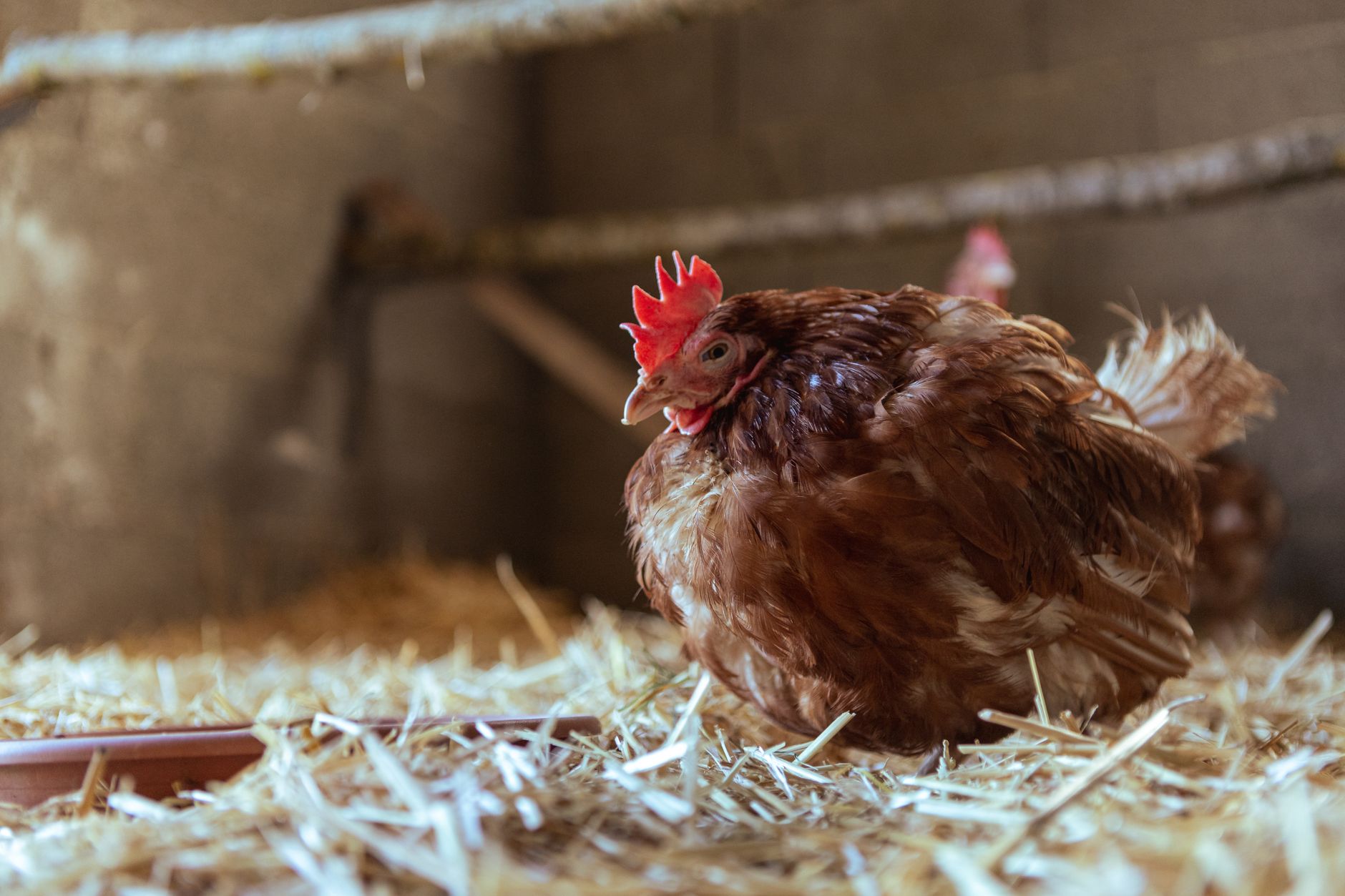 Best Egg Laying Chickens for Florida Heat (What Actually Works in Our Backyard Flock)