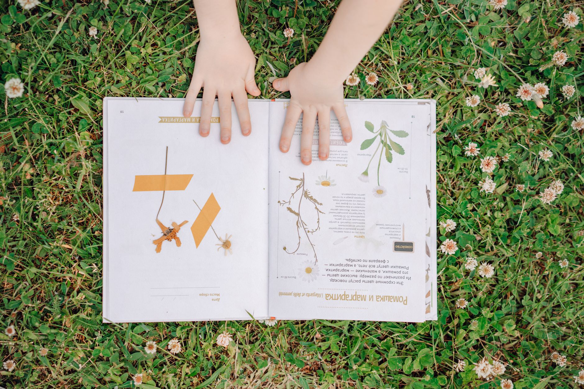 Charlotte Mason Picture Study: How to Actually Do It (Without Overthinking It)