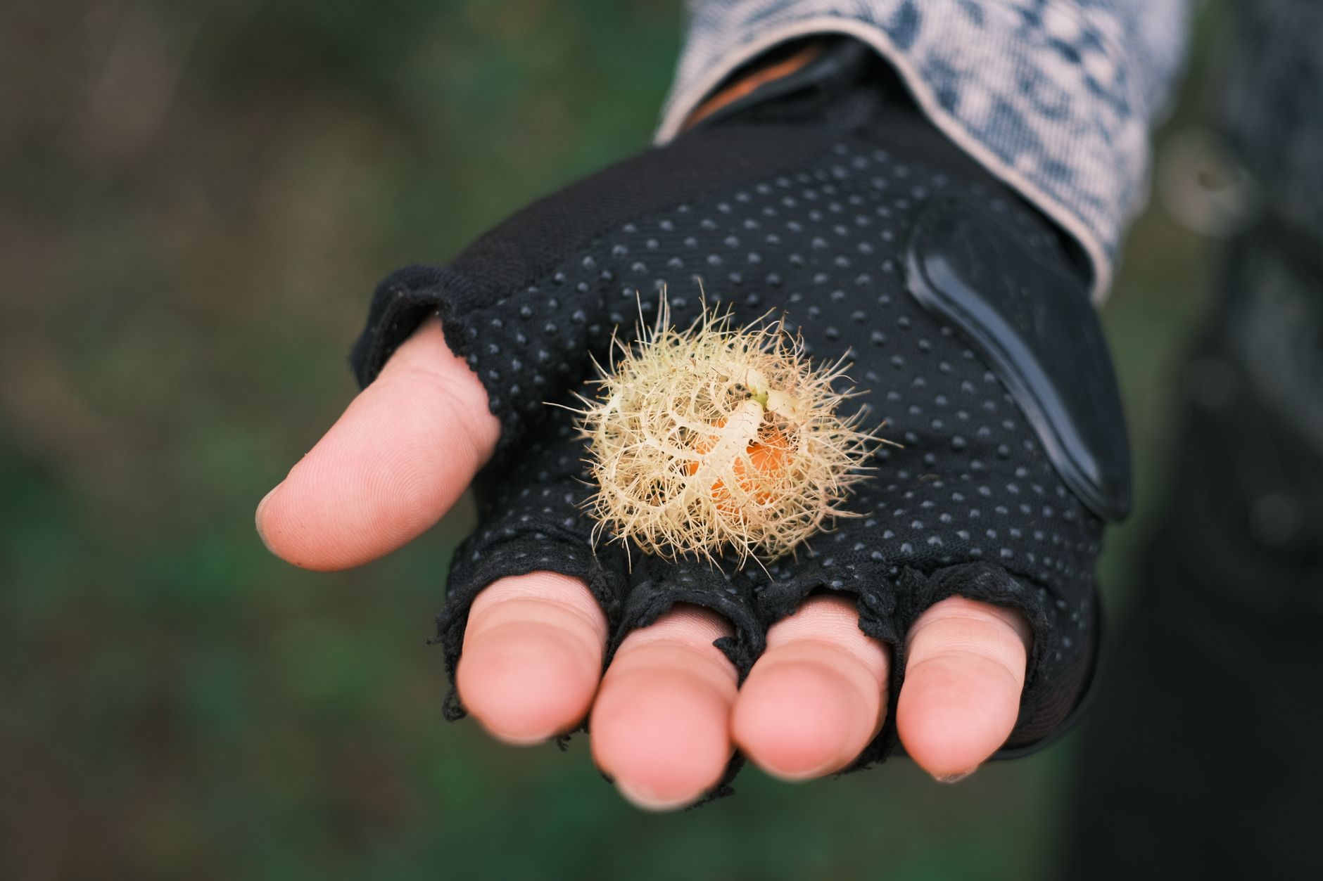 Florida Foraging Guide: Safe Plants for Beginners (And How to Turn It Into a Real Nature Study)