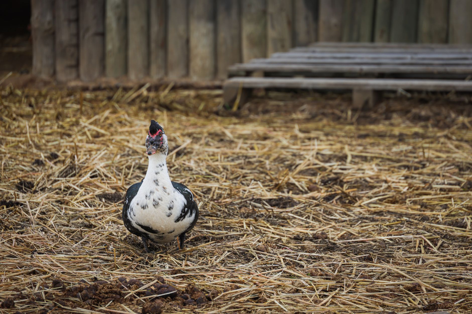 Best Backyard Duck Breeds for Egg Production (What Actually Lays Well and Fits a Real Family)