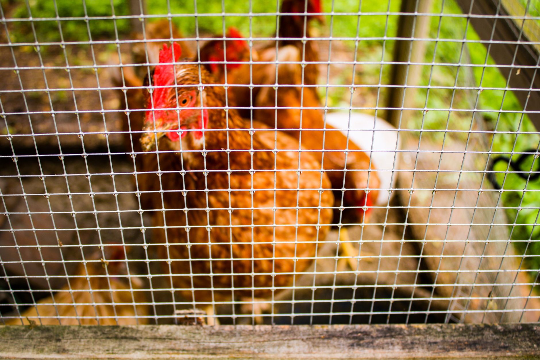Best Chicken Coop Predator-Proof Latches (What Actually Keeps Your Flock Safe at Night)