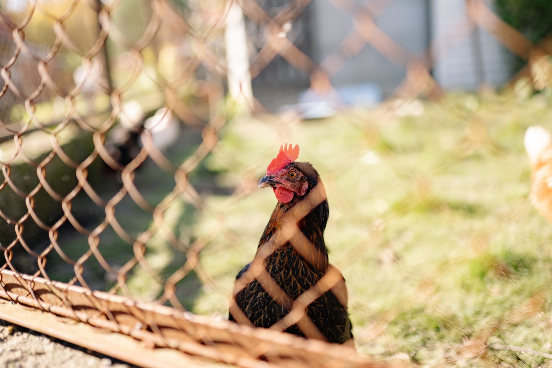 Best Chicken Tractor Plans for Small Yards (What Actually Works for a Backyard Flock)