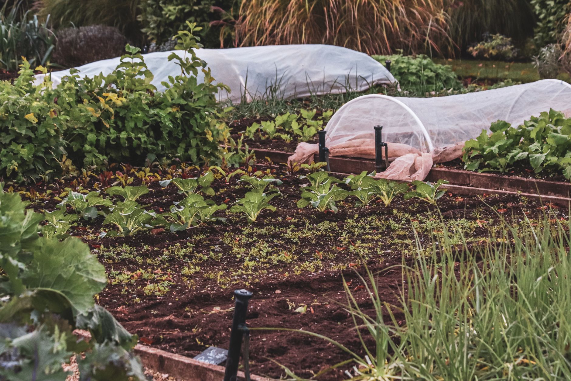 Best Cover Crops for a Florida Garden in Summer (What Actually Works in the Heat)