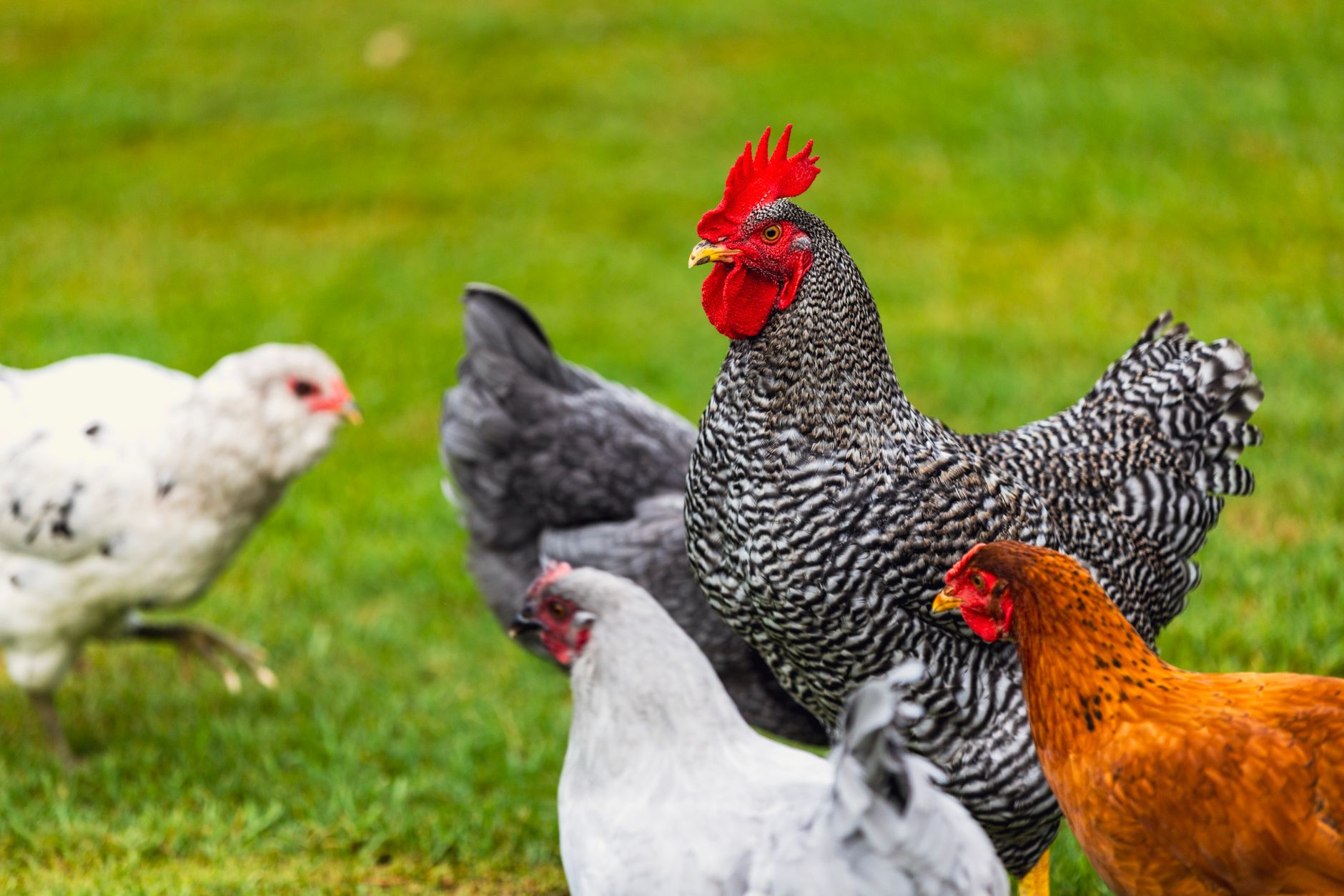 Best Egg Laying Chickens for Florida Heat (What Actually Thrives in Our Southern Backyard)