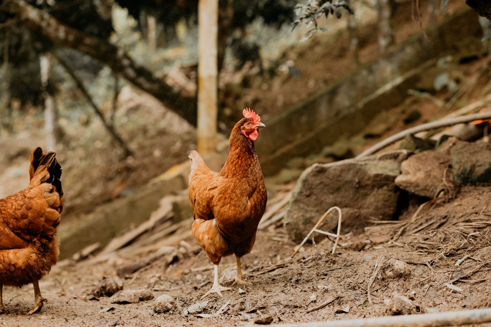 Best Natural Remedies for Chicken Mites (What Actually Works Without Harsh Chemicals)