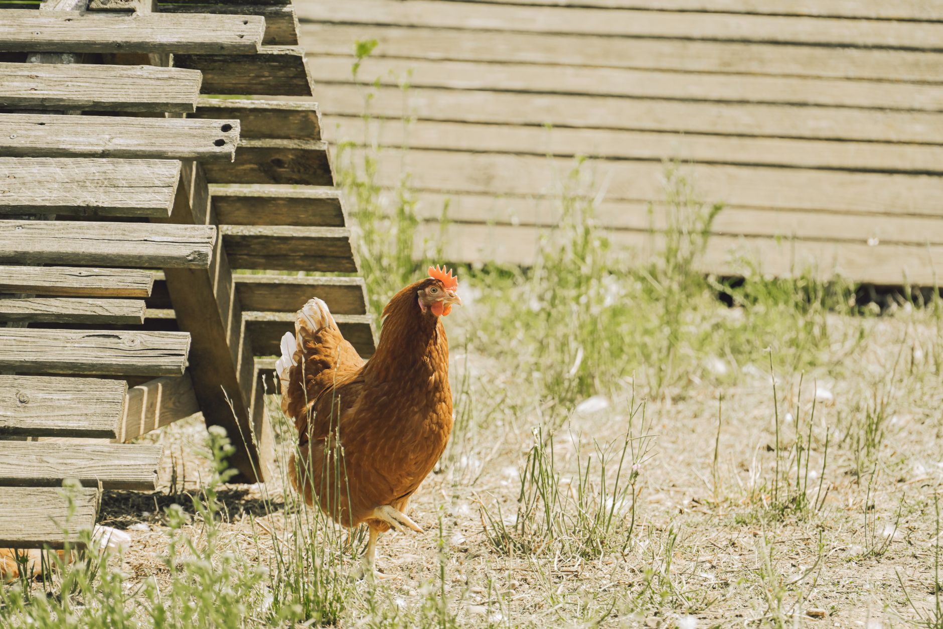 How to Build a Simple Chicken Tractor for Your Backyard Flock (Without Overcomplicating It)