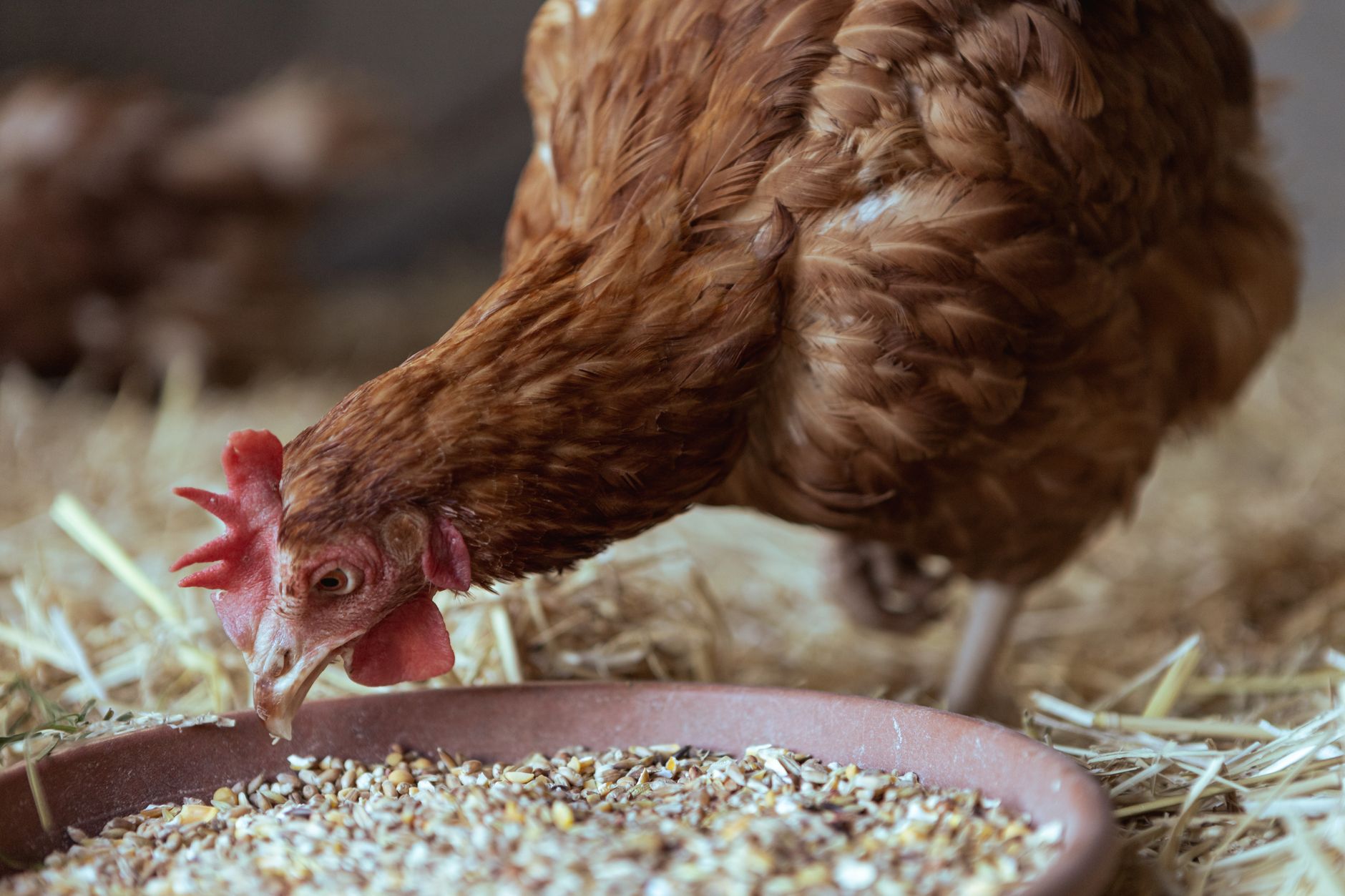 How to Ferment Chicken Feed (Benefits, Method, and What We Actually Do)