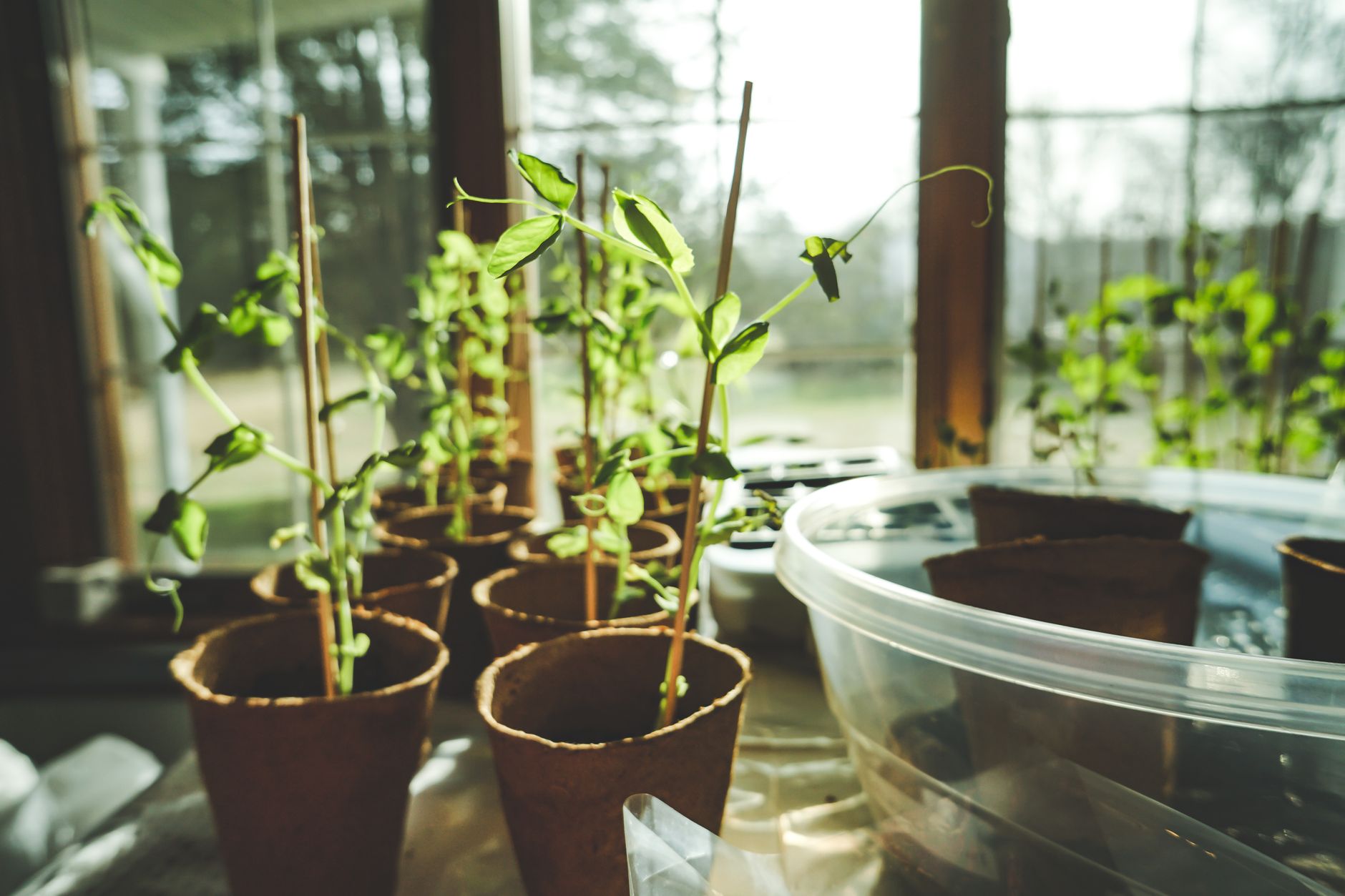 How to Start an Herb Garden in Florida Heat (What Actually Grows and When to Plant It)