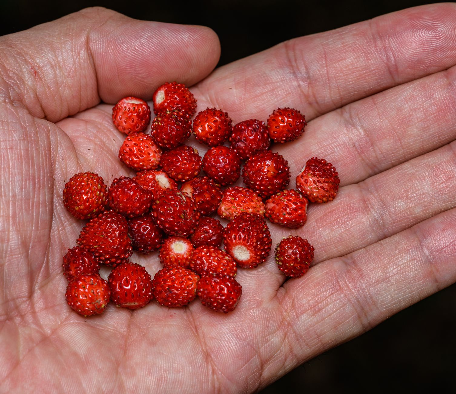 Wild Edibles in Florida: What to Look For on Your Next Family Walk